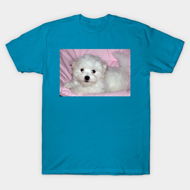 photo puppy pretty in pink T-Shirt by mystudiocreate